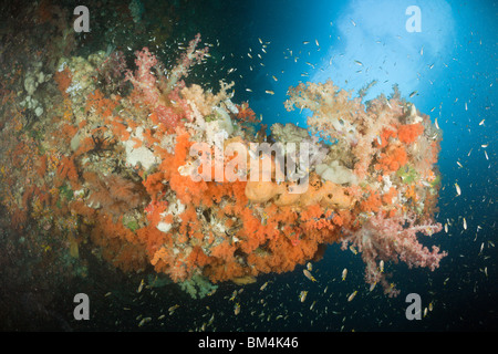 Bunte Korallenriff, Raja Ampat, West Papua, Indonesien Stockfoto