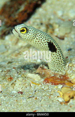 Eel Garden, entdeckt Heteroconger Hassi, Ari Atoll, Indischer Ozean, Malediven Stockfoto