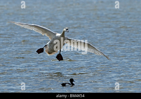 Höckerschwan, Landung, Abbotsbury Swannery, Dorset. Stockfoto