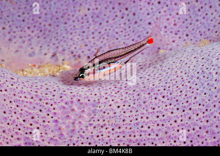 Red Spot Kardinalbarschen in Schwamm, Apogon Parvulus, Raja Ampat, West Papua, Indonesien Stockfoto