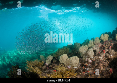 Schwarm von Ährenfischartige, Atherinidae, Raja Ampat, West-Papua, Indonesien Stockfoto