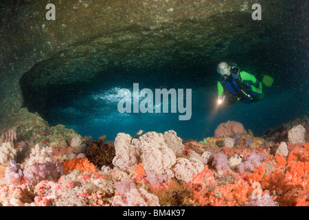 Bunte Weichkorallen in Grotte Dendronephthya Mucronata, Raja Ampat, West Papua, Indonesien Stockfoto