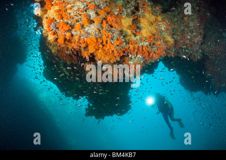 Taucher beobachten Korallen in Grotte, Raja Ampat, West Papua, Indonesien Stockfoto