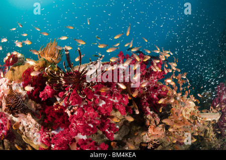 Twinspot Cardinalfish Weichkorallen, Archamia Biguttata, Raja Ampat, West Papua, Indonesien Stockfoto