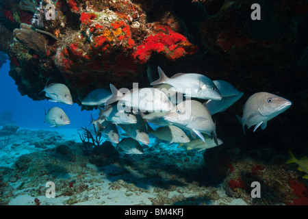 Fischschwarm grau Snapper Lutjanus früh, Cozumel, Karibik, Mexiko Stockfoto