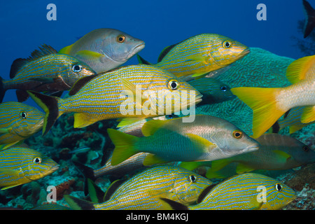 Halten Grunzen und Schulmeister, Haemulon Sciurus, Lutjanus Apodus, Cozumel, Karibik, Mexiko Stockfoto