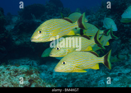 Halten Grunzen, Haemulon Sciurus, Cozumel, Karibik, Mexiko Stockfoto