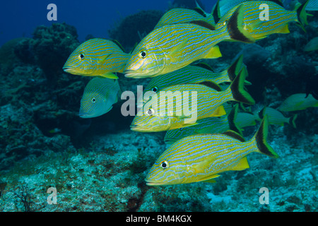 Halten Grunzen, Haemulon Sciurus, Cozumel, Karibik, Mexiko Stockfoto