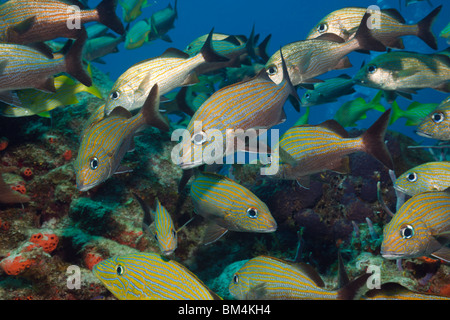 Halten Grunzen, Haemulon Sciurus, Cozumel, Karibik, Mexiko Stockfoto