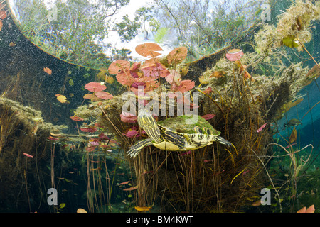 Mesoamerikanischen Slider Schildkröte im Cenote, ist Scripta Venusta, Tulum, Halbinsel Yucatan, Mexiko Stockfoto