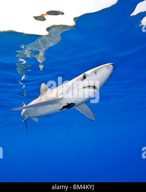 Blauhai, Prionace Glauca, Big Island, Hawaii, USA Stockfoto