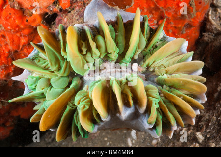 Kommensale Garnelen in Bubble Coral, Vir Philippinesnsis, Plerogyra SP., Lembeh Strait, Nord-Sulawesi, Indonesien Stockfoto