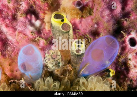 Kolonie von Manteltieren, Clavelina Robusta, Rhopalaea Morph, Lembeh Strait, Nord-Sulawesi, Indonesien Stockfoto