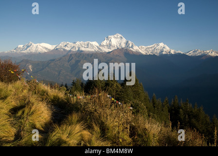 Morgensonne auf den Dhaulagiri Gebirgszug am Poon Hill, Ghorepane, Annapurna Circuit, Nepal. Betete Flaggen im Vordergrund Stockfoto