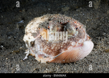 Kokosnuss Oktopus versteckt in der Schale, Octopus Marginatus, Lembeh Strait, Nord-Sulawesi, Indonesien Stockfoto