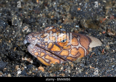 Napoleon-Schlangenaal, Ophichthus Bonaparti, Lembeh Strait, Nord-Sulawesi, Indonesien Stockfoto