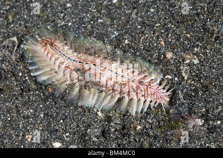 Wom, Feuer Chloeia SP., Lembeh Strait, Nord-Sulawesi, Indonesien Stockfoto