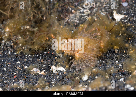 Juvenile Ambon Drachenköpfe, Pteroidichthys Amboinensis, Lembeh Strait, Nord-Sulawesi, Indonesien Stockfoto