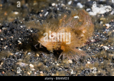 Juvenile Ambon Drachenköpfe, Pteroidichthys Amboinensis, Lembeh Strait, Nord-Sulawesi, Indonesien Stockfoto