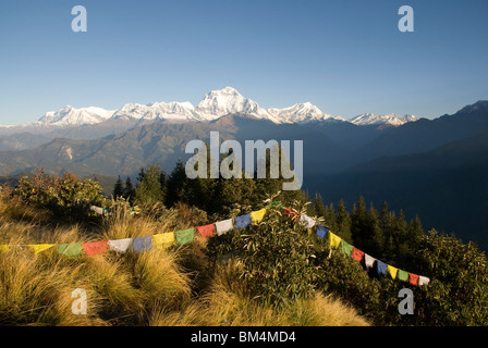 Morgensonne auf den Dhaulagiri Gebirgszug am Poon Hill, Ghorepane, Annapurna Circuit, Nepal. Betete Flaggen im Vordergrund Stockfoto