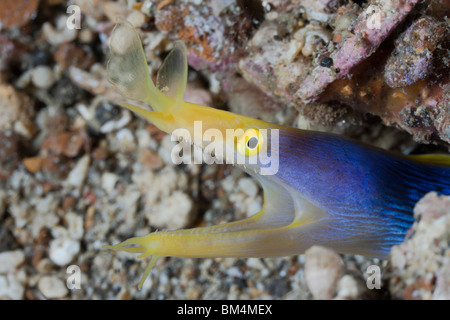 Multifunktionsleisten-Aal, Rhinomuraena Quaesita, Lembeh Strait, Nord-Sulawesi, Indonesien Stockfoto