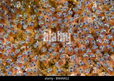 Ei-Larve von Anemonenfischen, Amphiprion Ocellaris, Lembeh Strait, Nord-Sulawesi, Indonesien Stockfoto