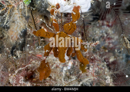 Spidercrab getarnt mit Schwämmen, Majidae, Lembeh Strait, Nord-Sulawesi, Indonesien Stockfoto