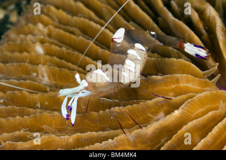 Kommensale Garnelen auf Pilz Coral Periclimenes Magnificus, Lembeh Strait, Nord-Sulawesi, Indonesien Stockfoto