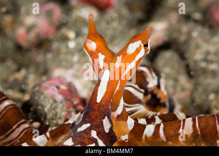 Wonderpus Tintenfisch, Wunderpus Photogenicus, Lembeh Strait, Nord-Sulawesi, Indonesien Stockfoto