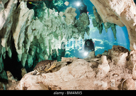 Taucher entdecken Slider Schildkröte in Gran Cenote ist Scripta Venusta, Tulum, Halbinsel Yucatan, Mexiko Stockfoto