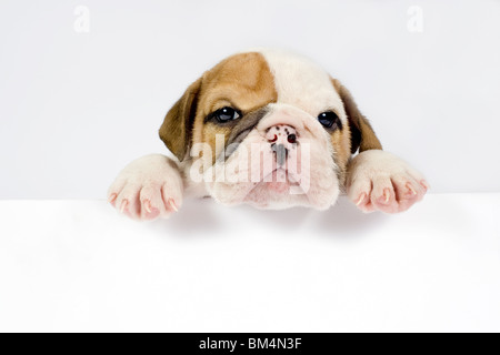 Englische Bulldogge Welpen vor weißem Hintergrund mit Platz für Text. Stockfoto