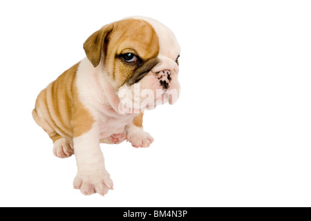 Englische Bulldogge Welpen vor weißem Hintergrund Stockfoto