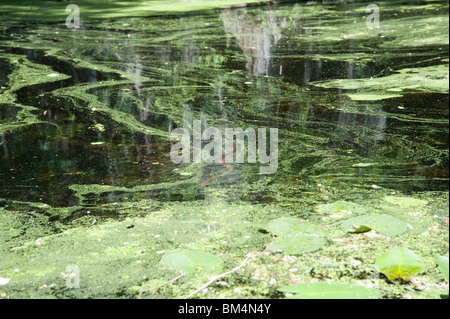 Redbelly Wasserschlange Schwimmen im Wasser an der Kaufleute Mühlteich State Park North Carolina USA Stockfoto