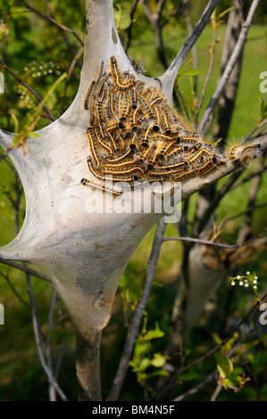 Seide home Nest des östlichen Zelt Raupen Malacosoma Americanum auf einem Kirschbaum im Frühling Ontario Stockfoto