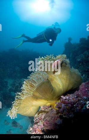 Rosa Anemonenfische und Taucher, Amphiprion Perideraion, Cabilao Island, Inseln der Visayas, Philippinen Stockfoto
