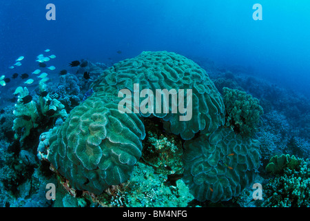 Korallenriff mit Chromis, Chromis SP., Puerto Galera, Insel Mindoro, Philippinen Stockfoto