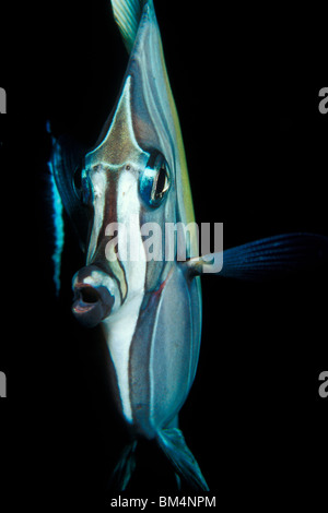 Maurische Idol, Zanclus Cornutus, Tubbataha Reef, Nord Atoll, Sulusee, Philippinen Stockfoto