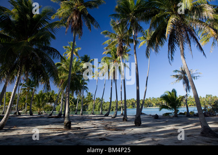 Kokospalmen auf Moorea, Cocos Nucifera, Moorea, Französisch-Polynesien Stockfoto