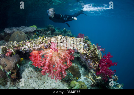 Schnorcheln über Riffdach, Raja Ampa, West-Papua, Indonesien Stockfoto