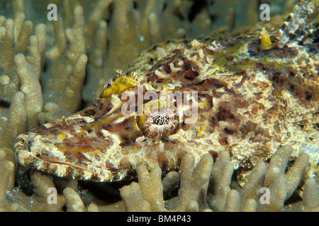 Beaufort Crocodilefische, Cymbacephalus Beauforti, South Pacific, Solomones Inseln Stockfoto