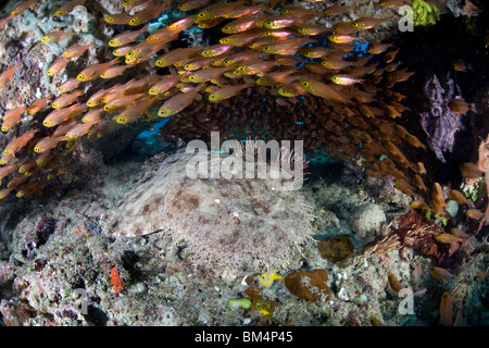 Tasseled Wobbegong und Kardinalbarschen, Eucrossorhinchus Dasypogon, Raja Ampa, West Papua, Indonesien Stockfoto