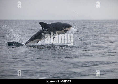 Verletzung der weiße Hai fängt Beute, Carcharodon Carcharias, Gansbaai, Südafrika Stockfoto