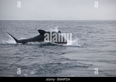 Verletzung der weiße Hai fängt Beute, Carcharodon Carcharias, Gansbaai, Südafrika Stockfoto