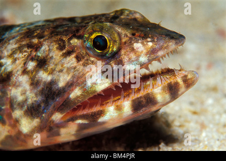 Eidechsenfische, Synodus SP., Phuket, Andamanensee, Thailand Stockfoto
