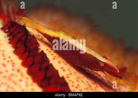 Kommensale Garnelen auf Starfish, Periclimenes Soror, Phuket, Andamanensee, Thailand Stockfoto