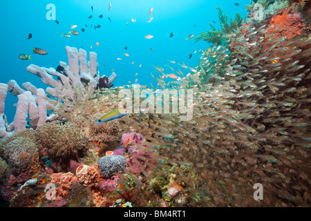 Pygmy Kehrmaschine umgebenden Riff, beginnt Ransonneti, Raja Ampat, West Papua, Indonesien Stockfoto