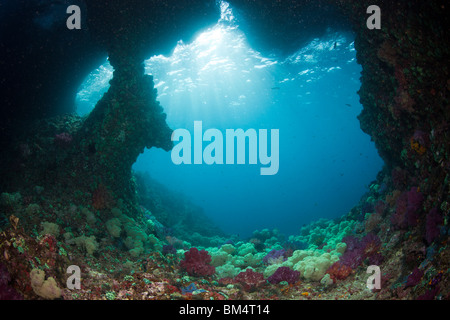 Weichkorallen in Unterwasser Grotte Dendronephthya Mucronata, Raja Ampat, West Papua, Indonesien Stockfoto