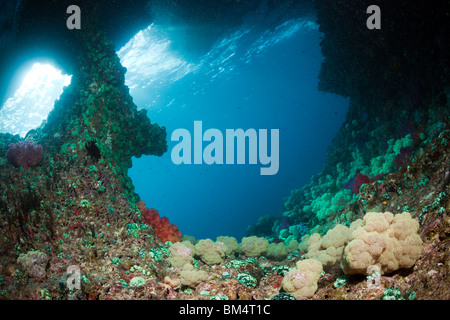 Weichkorallen in Unterwasser Grotte Dendronephthya Mucronata, Raja Ampat, West Papua, Indonesien Stockfoto