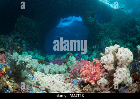 Weichkorallen in Unterwasser Grotte Dendronephthya Mucronata, Raja Ampat, West Papua, Indonesien Stockfoto