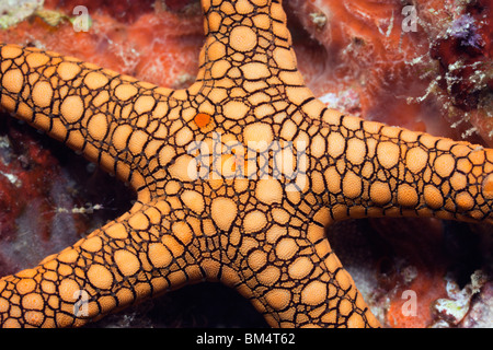 Detail der Seestern Fromia SP., Raja Ampat, West Papua, Indonesien Stockfoto